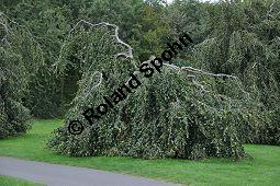 Rot-Buche 'Pendula', Fagus sylvatica 'Pendula' auf Friedhof, Brüssel Kauf von 05723_fagus_sylvatica_pendula_dsc_0373.jpg