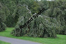 Rot-Buche 'Pendula', Fagus sylvatica 'Pendula' auf Friedhof, Brüssel Kauf von 05723_fagus_sylvatica_pendula_dsc_0374.jpg