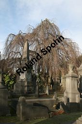 Rot-Buche 'Pendula', Fagus sylvatica 'Pendula' auf Friedhof, Brüssel Kauf von 05723_fagus_sylvatica_pendula_img_5267.jpg