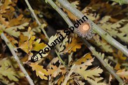 Zerr-Eiche, Quercus cerris, Quercus cerris, Zerr-Eiche, Zerreiche, Fagaceae, fruchtend Kauf von 05737_quercus_cerris_dsc_0770.jpg