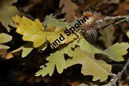 Zerr-Eiche, Quercus cerris, Quercus cerris, Zerr-Eiche, Zerreiche, Fagaceae, fruchtend Kauf von 05737_quercus_cerris_dsc_0771.jpg