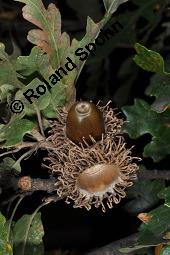 Zerr-Eiche, Quercus cerris, Quercus cerris, Zerr-Eiche, Zerreiche, Fagaceae, fruchtend Kauf von 05737_quercus_cerris_dsc_7979.jpg