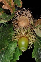 Zerr-Eiche, Quercus cerris, Quercus cerris, Zerr-Eiche, Zerreiche, Fagaceae, fruchtend Kauf von 05737_quercus_cerris_dsc_7980.jpg