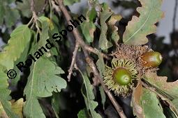 Zerr-Eiche, Quercus cerris, Quercus cerris, Zerr-Eiche, Zerreiche, Fagaceae, fruchtend Kauf von 05737_quercus_cerris_dsc_7983.jpg