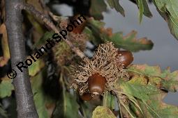Zerr-Eiche, Quercus cerris, Quercus cerris, Zerr-Eiche, Zerreiche, Fagaceae, fruchtend Kauf von 05737_quercus_cerris_dsc_7985.jpg