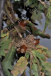 Zerr-Eiche, Quercus cerris, Quercus cerris, Zerr-Eiche, Zerreiche, Fagaceae, fruchtend Kauf von 05737_quercus_cerris_dsc_7986.jpg