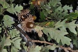 Zerr-Eiche, Quercus cerris, Quercus cerris, Zerr-Eiche, Zerreiche, Fagaceae, fruchtend Kauf von 05737_quercus_cerris_dsc_7989.jpg