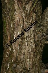 Lorbeer-Weide, Salix pentandra Kauf von 05749_salix_pentandra_img_7809.jpg