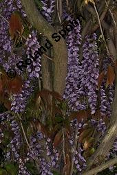 Japanischer Blauregen, Wisteria floribunda, Wisteria brachybotrys, Wisteria floribunda, Wisteria brachybotrys, Japanischer Blauregen, Fabaceae, Blühend Kauf von 05750_wisteria_floribunda_dsc_4273.jpg