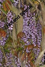 Japanischer Blauregen, Wisteria floribunda, Wisteria brachybotrys, Wisteria floribunda, Wisteria brachybotrys, Japanischer Blauregen, Fabaceae, Blühend Kauf von 05750_wisteria_floribunda_dsc_4274.jpg