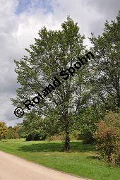 Bastard-Ulme, Holländische Ulme, Ulmus x hollandica, Ulmus glabra x Ulmus minor, Ulmus x hollandica, Ulmus hollandica, Ulmus glabra x Ulmus minor, Bastard-Ulme, Holländische Ulme, Ulmaceae, Galle, Blattgallen durch Blattlaus Eriosoma lanuginosum mit Asseln als Sekundärbesiedlern Kauf von 05756_ulmus_hollandica_dsc_0344.jpg