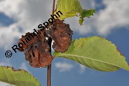 Bastard-Ulme, Holländische Ulme, Ulmus x hollandica, Ulmus glabra x Ulmus minor, Ulmus x hollandica, Ulmus hollandica, Ulmus glabra x Ulmus minor, Bastard-Ulme, Holländische Ulme, Ulmaceae, Galle, Blattgallen durch Blattlaus Eriosoma lanuginosum mit Asseln als Sekundärbesiedlern Kauf von 05756_ulmus_hollandica_dsc_4604.jpg