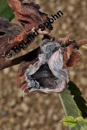 Bastard-Ulme, Holländische Ulme, Ulmus x hollandica, Ulmus glabra x Ulmus minor, Ulmus x hollandica, Ulmus hollandica, Ulmus glabra x Ulmus minor, Bastard-Ulme, Holländische Ulme, Ulmaceae, Galle, Blattgallen durch Blattlaus Eriosoma lanuginosum mit Asseln als Sekundärbesiedlern Kauf von 05756_ulmus_hollandica_dsc_4609.jpg