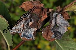 Bastard-Ulme, Holländische Ulme, Ulmus x hollandica, Ulmus glabra x Ulmus minor, Ulmus x hollandica, Ulmus hollandica, Ulmus glabra x Ulmus minor, Bastard-Ulme, Holländische Ulme, Ulmaceae, Galle, Blattgallen durch Blattlaus Eriosoma lanuginosum mit Asseln als Sekundärbesiedlern Kauf von 05756_ulmus_hollandica_dsc_4612.jpg