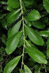 Großblättrige Weide, Gebirgs-Weide, Großblatt-Weide, Nebenblättrige Weide, Salix appendiculata, Salix grandifolia Kauf von 05758_salix_appendiculata_dsc_4232.jpg