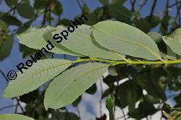 Großblättrige Weide, Gebirgs-Weide, Großblatt-Weide, Nebenblättrige Weide, Salix appendiculata, Salix grandifolia Kauf von 05758_salix_appendiculata_dsc_4233.jpg