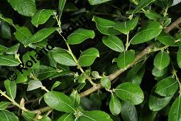 Großblättrige Weide, Gebirgs-Weide, Großblatt-Weide, Nebenblättrige Weide, Salix appendiculata, Salix grandifolia Kauf von 05758_salix_appendiculata_dsc_4234.jpg