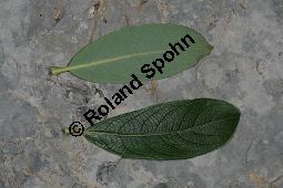 Großblättrige Weide, Gebirgs-Weide, Großblatt-Weide, Nebenblättrige Weide, Salix appendiculata, Salix grandifolia Kauf von 05758_salix_appendiculata_img_0747.jpg