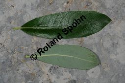 Großblättrige Weide, Gebirgs-Weide, Großblatt-Weide, Nebenblättrige Weide, Salix appendiculata, Salix grandifolia Kauf von 05758_salix_appendiculata_img_0748.jpg