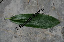 Großblättrige Weide, Gebirgs-Weide, Großblatt-Weide, Nebenblättrige Weide, Salix appendiculata, Salix grandifolia Kauf von 05758_salix_appendiculata_img_0750.jpg