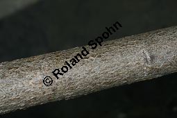 Großblättrige Weide, Gebirgs-Weide, Großblatt-Weide, Nebenblättrige Weide, Salix appendiculata, Salix grandifolia Kauf von 05758_salix_appendiculata_img_0751.jpg