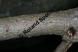 Großblättrige Weide, Gebirgs-Weide, Großblatt-Weide, Nebenblättrige Weide, Salix appendiculata, Salix grandifolia Kauf von 05758_salix_appendiculata_img_0752.jpg