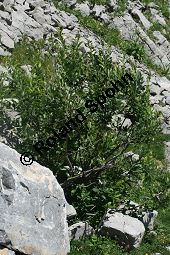 Großblättrige Weide, Gebirgs-Weide, Großblatt-Weide, Nebenblättrige Weide, Salix appendiculata, Salix grandifolia Kauf von 05758_salix_appendiculata_img_0753.jpg