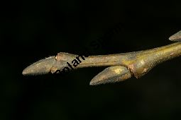 Großblättrige Weide, Gebirgs-Weide, Großblatt-Weide, Nebenblättrige Weide, Salix appendiculata, Salix grandifolia Kauf von 05758_salix_appendiculata_img_1059.jpg