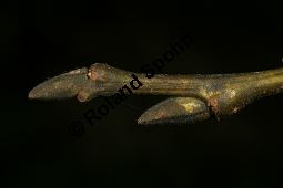 Großblättrige Weide, Gebirgs-Weide, Großblatt-Weide, Nebenblättrige Weide, Salix appendiculata, Salix grandifolia Kauf von 05758_salix_appendiculata_img_1060.jpg