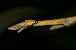 Großblättrige Weide, Gebirgs-Weide, Großblatt-Weide, Nebenblättrige Weide, Salix appendiculata, Salix grandifolia Kauf von 05758_salix_appendiculata_img_1061.jpg