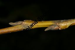 Großblättrige Weide, Gebirgs-Weide, Großblatt-Weide, Nebenblättrige Weide, Salix appendiculata, Salix grandifolia Kauf von 05758_salix_appendiculata_img_1062.jpg