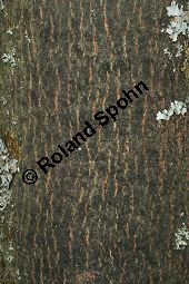 Großblättrige Weide, Gebirgs-Weide, Großblatt-Weide, Nebenblättrige Weide, Salix appendiculata, Salix grandifolia Kauf von 05758_salix_appendiculata_img_1082.jpg