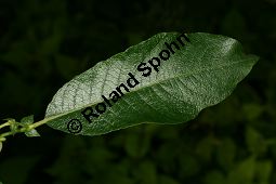 Großblättrige Weide, Gebirgs-Weide, Großblatt-Weide, Nebenblättrige Weide, Salix appendiculata, Salix grandifolia Kauf von 05758_salix_appendiculata_img_9747.jpg