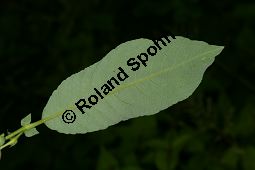 Großblättrige Weide, Gebirgs-Weide, Großblatt-Weide, Nebenblättrige Weide, Salix appendiculata, Salix grandifolia Kauf von 05758_salix_appendiculata_img_9748.jpg