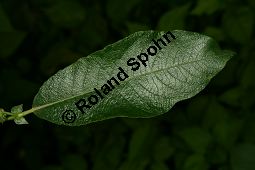 Großblättrige Weide, Gebirgs-Weide, Großblatt-Weide, Nebenblättrige Weide, Salix appendiculata, Salix grandifolia Kauf von 05758_salix_appendiculata_img_9749.jpg