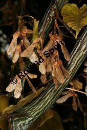 Davids Schlangenhaut-Ahorn, Acer davidii ssp. davidii Kauf von 05763_acer_davidii_img_1785.jpg