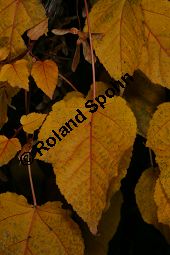 Davids Schlangenhaut-Ahorn, Acer davidii ssp. davidii Kauf von 05763_acer_davidii_img_1786.jpg