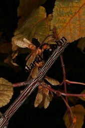 Davids Schlangenhaut-Ahorn, Acer davidii ssp. davidii Kauf von 05763_acer_davidii_img_1787.jpg