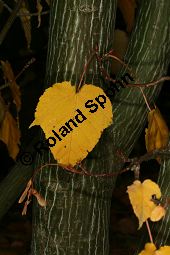 Davids Schlangenhaut-Ahorn, Acer davidii ssp. davidii Kauf von 05763_acer_davidii_img_1788.jpg