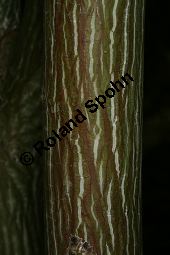Davids Schlangenhaut-Ahorn, Acer davidii ssp. davidii Kauf von 05763_acer_davidii_img_1790.jpg