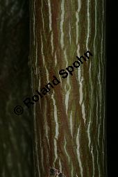 Davids Schlangenhaut-Ahorn, Acer davidii ssp. davidii Kauf von 05763_acer_davidii_img_1791.jpg