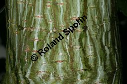 Davids Schlangenhaut-Ahorn, Acer davidii ssp. davidii Kauf von 05763acer_davidiiimg_8750.jpg