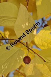 Amerikanischer Zürgelbaum, Celtis occidentalis Kauf von 05764_celtis_occidentalis_dsc_0895.jpg