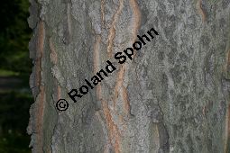 Amerikanischer Zürgelbaum, Celtis occidentalis Kauf von 05764_celtis_occidentalis_img_1718.jpg