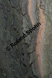 Amerikanischer Zürgelbaum, Celtis occidentalis Kauf von 05764_celtis_occidentalis_img_1719.jpg