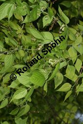 Amerikanischer Zürgelbaum, Celtis occidentalis Kauf von 05764_celtis_occidentalis_img_1720.jpg