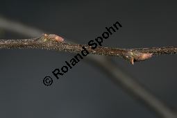 Amerikanischer Zürgelbaum, Celtis occidentalis Kauf von 05764_celtis_occidentalis_img_5956.jpg