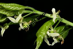 Amerikanischer Zürgelbaum, Celtis occidentalis Kauf von 05764_celtis_occidentalis_img_7833.jpg