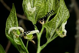 Amerikanischer Zürgelbaum, Celtis occidentalis Kauf von 05764_celtis_occidentalis_img_7834.jpg