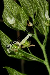 Amerikanischer Zürgelbaum, Celtis occidentalis Kauf von 05764_celtis_occidentalis_img_7835.jpg
